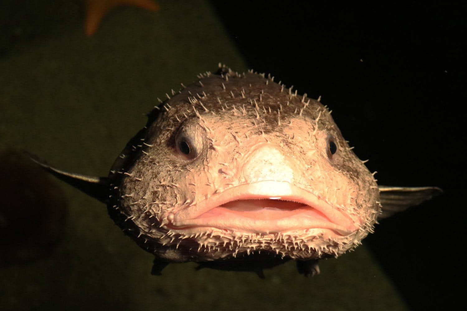 How blobfish (world's ugliest animal) normally look like underwater  before lifting them to the surface causing their tissues to explode.  Blobfish are in danger of extinction. - 9GAG
